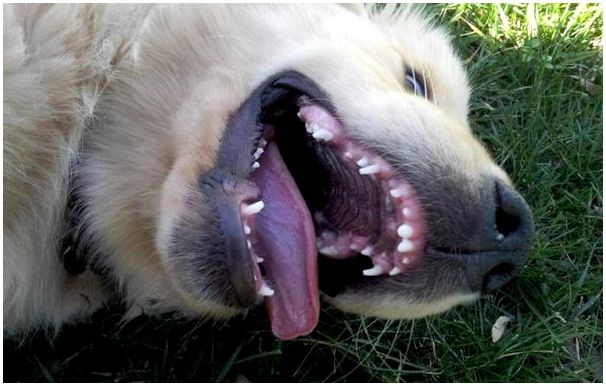 Какие и когда меняются зубы у собаки