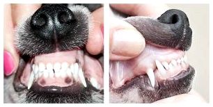 Когда и какие зубы выпадают у собак