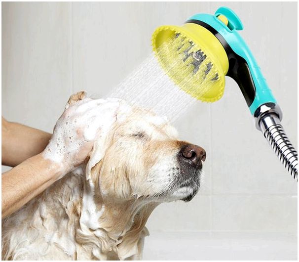 При какой температуре надо мыть собаку thumbnail