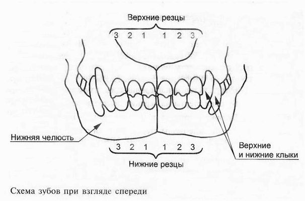 схема зубов у собаки взгляд спереди