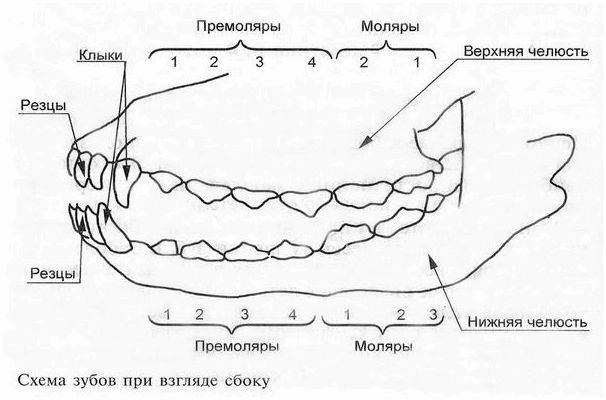 схема зубов у собаки вид сбоку