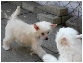 Собака породы пуховая китайская хохлатая собака