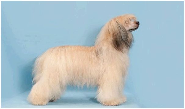 Китайская хохлатая пуховая собака описание породы фото