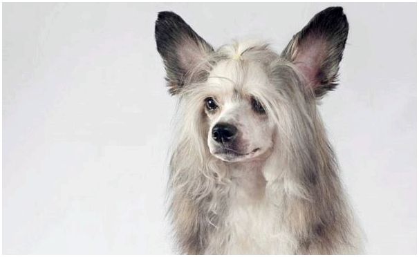Собака породы пуховая китайская хохлатая собака