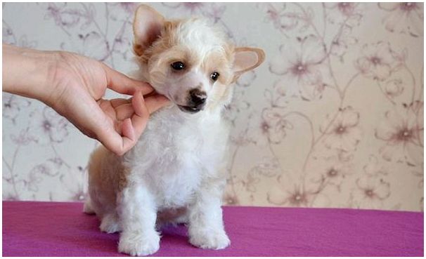 Китайская хохлатая пуховая собака описание породы фото