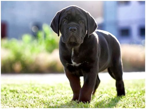 17 лучших собак для охраны частного дома: породы средних, маленьких и больших размеров
