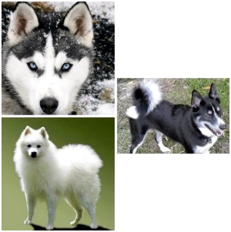 Помесь разных пород собак фото с названиями пород