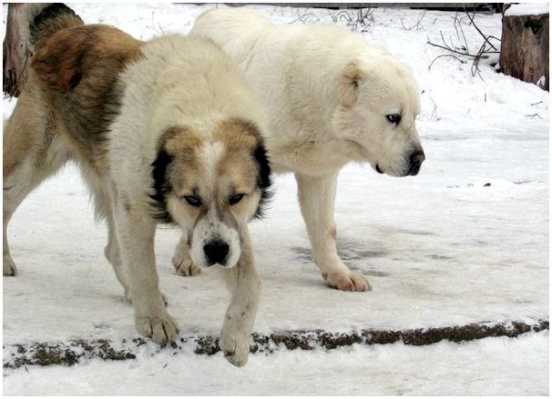 Русская порода крупной собаки