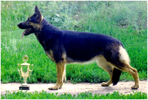 Русские породы собак каталог