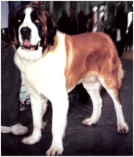 Породы собак крупные собаки русские породы