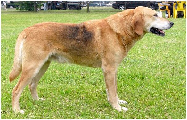 Русские породы собак каталог