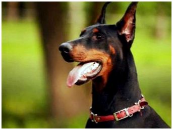 Каким породам собак купируют уши и хвосты собакам