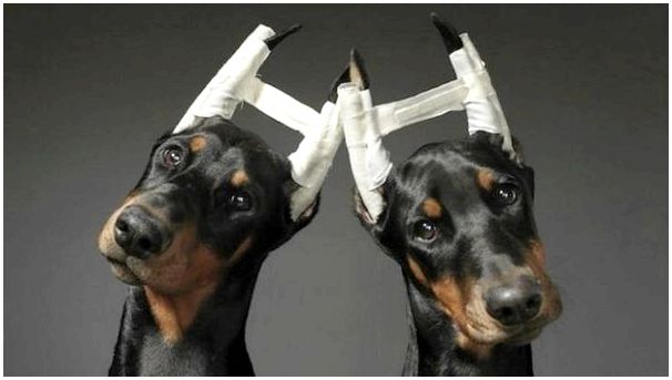 Породы собак с купированными ушами и хвостами