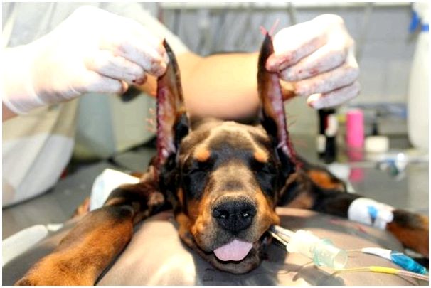 Каким породам собак купируют уши и хвост фото