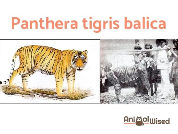 Вымершие виды кошек - балийский тигр