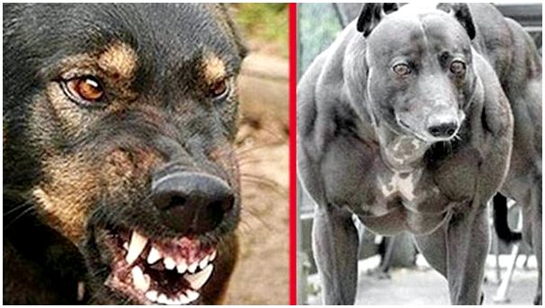 Породы собак которым запрещена агрессия к человеку
