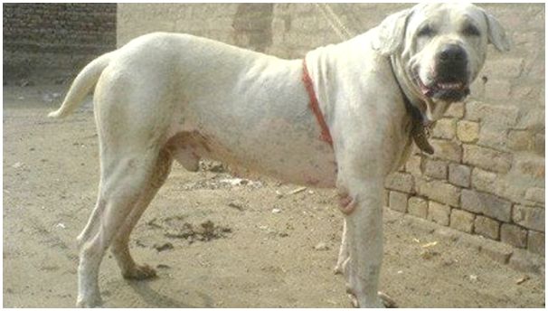 Фото собак породы запрещенные породы