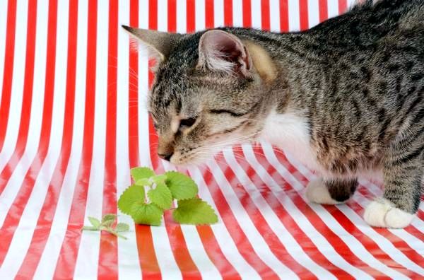 10 ароматов, которые привлекают кошек - оливковый