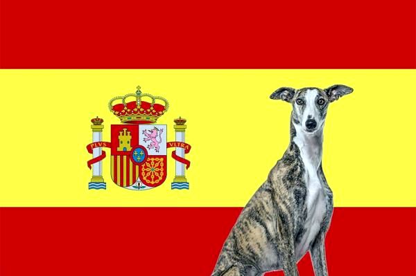 Испанские породы собак - Топ 26