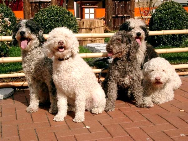 Испанские породы собак - Top 26 - 7. Испанская водяная собака