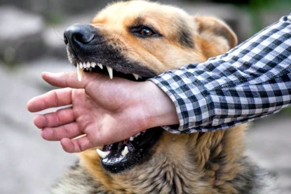 9 болезней собак могут передаваться человеку: бешенство передается от собак человеку