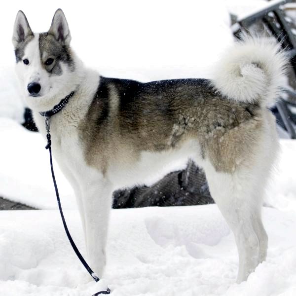 30 пород снежных собак - Список с фото - 5. Лайка из Восточной Сибири