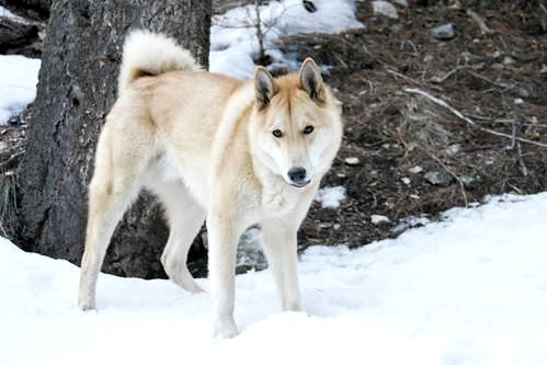 30 пород снежных собак - Список с фото - 6. Западно-сибирская лайка
