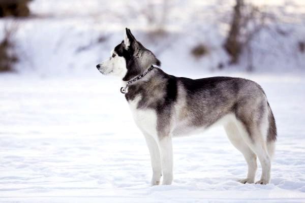 30 пород снежных собак - Список с фото - 2. Сибирский хаски