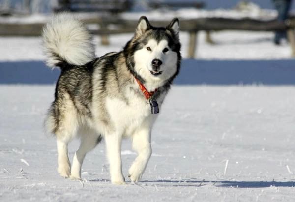 30 пород снежных собак - Список с фото - 3. Аляскинский маламут