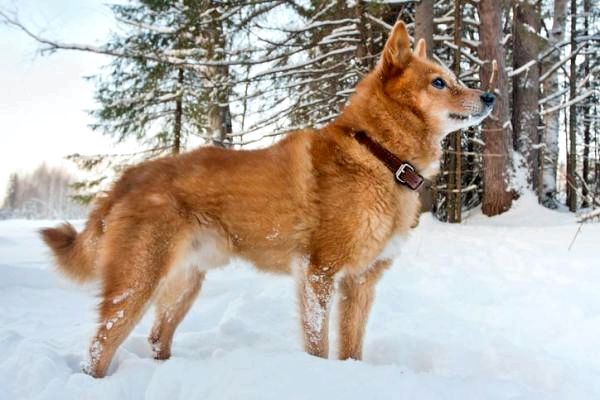 30 пород снежных собак - Список с фото - 2. Финский шпиц