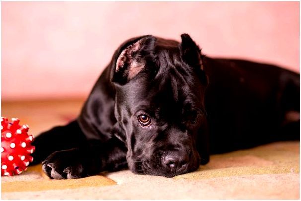 12 самых распространенных болезней собак, их признаки и лечение
