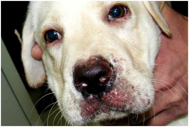 12 самых распространенных болезней собак, их признаки и лечение