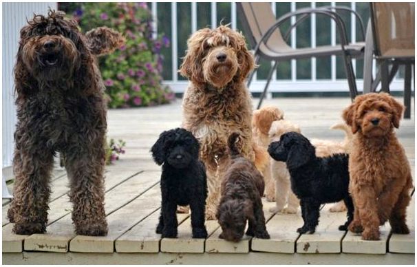 Порода собаки черно коричневая кучерявая