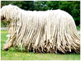 Бергамская овчарка светлого окраса фото