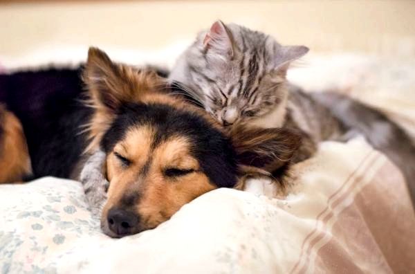 Черника для собак и кошек: показания и применение черники у собак и кошек