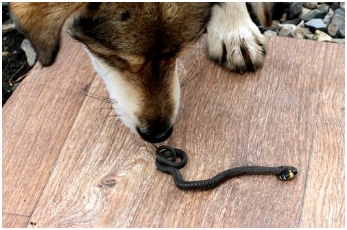 Что делать, если вашу собаку укусила змея
