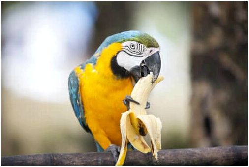 Диета и питание для попугаев - факты и советы