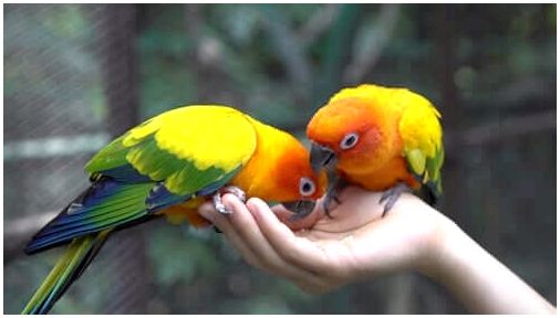 Два попугая едят из чьей-то руки.