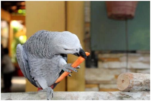 Попугай ест морковь.
