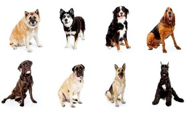 Породы собак мелкого и среднего thumbnail