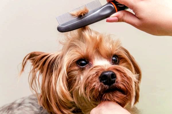 Домашние средства от спутанных волос собаки - Как распутать спутанные волосы собаки