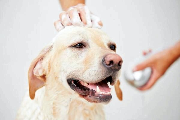 Домашние средства для спутанных волос собаки - Домашний кондиционер для собак