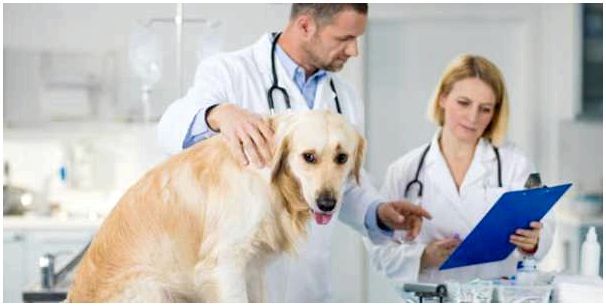 Повышенный гемоглобин у собак: причины, симптомы, лечение, диета