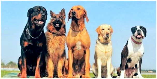 Клички собак большой порода