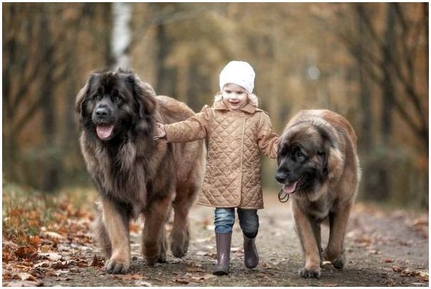 Клички собак большой порода