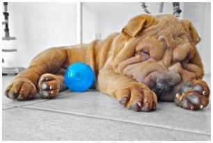 Щенок шарпея спит с синим мячом