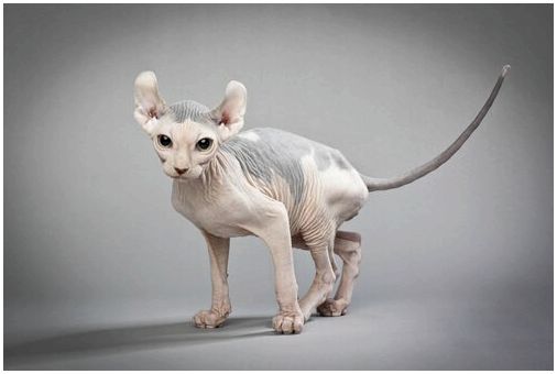 Эльфийская кошка: изогнутые и безволосые уши