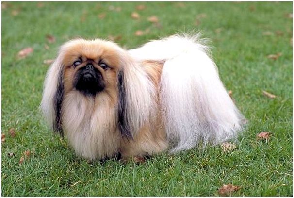 собака похожая на пекинеса