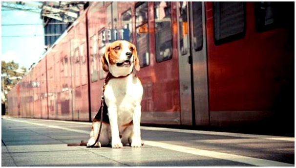 Перевозка собак в поезде фото