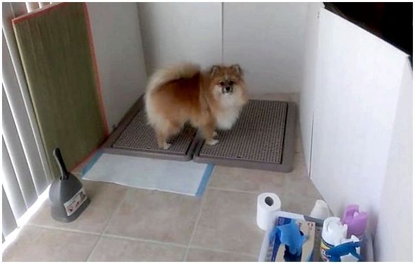 Как собаки породы шпиц ходят в туалет
